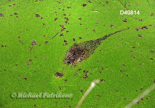 Broad-snouted Caiman (Caiman latirostris)